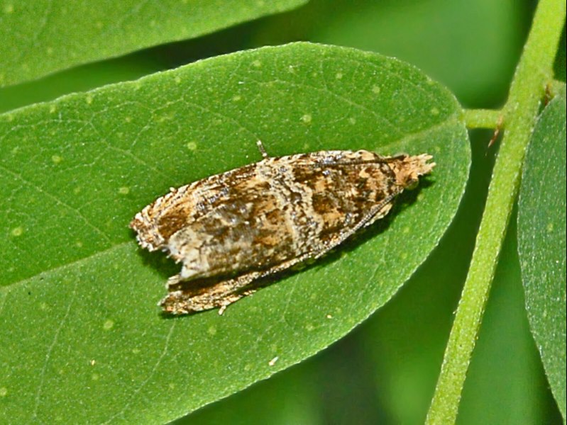 Un piccolo lepidottero senza nome - Celipha sp.